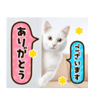 ねこ写真❤ポップで見やすい日常会話 3（個別スタンプ：6）