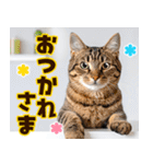 ねこ写真❤ポップで見やすい日常会話 3（個別スタンプ：8）