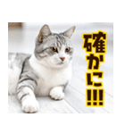 ねこ写真❤ポップで見やすい日常会話 3（個別スタンプ：11）