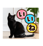 ねこ写真❤ポップで見やすい日常会話 3（個別スタンプ：12）