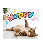 ねこ写真❤ポップで見やすい日常会話 3（個別スタンプ：18）