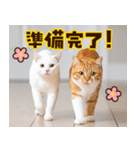 ねこ写真❤ポップで見やすい日常会話 3（個別スタンプ：19）