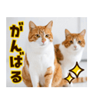 ねこ写真❤ポップで見やすい日常会話 3（個別スタンプ：22）