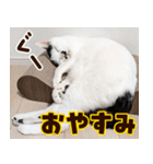 ねこ写真❤ポップで見やすい日常会話 3（個別スタンプ：24）