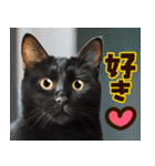 ねこ写真❤ポップで見やすい日常会話 3（個別スタンプ：26）