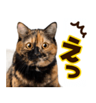 ねこ写真❤ポップで見やすい日常会話 3（個別スタンプ：30）