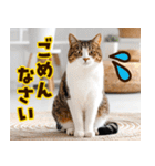 ねこ写真❤ポップで見やすい日常会話 3（個別スタンプ：32）