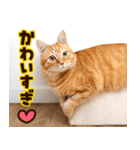 ねこ写真❤ポップで見やすい日常会話 3（個別スタンプ：34）