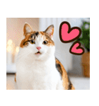 ねこ写真❤ポップで見やすい日常会話 3（個別スタンプ：35）