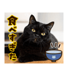 ねこ写真❤ポップで見やすい日常会話 3（個別スタンプ：37）