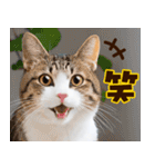 ねこ写真❤ポップで見やすい日常会話 3（個別スタンプ：38）