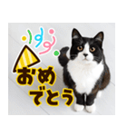 ねこ写真❤ポップで見やすい日常会話 3（個別スタンプ：39）