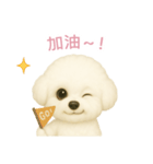 ビションフリーゼスタンプ【繁體字】（個別スタンプ：5）