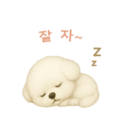ビションフリーゼスタンプ【韓国語】（個別スタンプ：4）