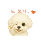 ビションフリーゼスタンプ【韓国語】（個別スタンプ：16）