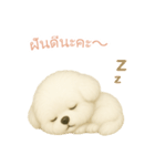 ビションフリーゼスタンプ【タイ語】（個別スタンプ：4）