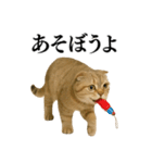 【爆笑】スコティッシュホールドの便利台詞（個別スタンプ：1）