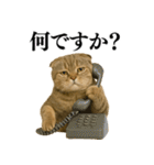 【爆笑】スコティッシュホールドの便利台詞（個別スタンプ：3）