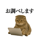 【爆笑】スコティッシュホールドの便利台詞（個別スタンプ：4）