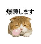 【爆笑】スコティッシュホールドの便利台詞（個別スタンプ：5）