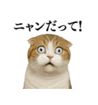 【爆笑】スコティッシュホールドの便利台詞（個別スタンプ：6）