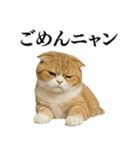 【爆笑】スコティッシュホールドの便利台詞（個別スタンプ：9）