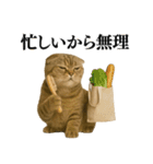 【爆笑】スコティッシュホールドの便利台詞（個別スタンプ：12）