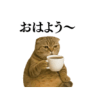 【爆笑】スコティッシュホールドの便利台詞（個別スタンプ：13）