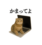 【爆笑】スコティッシュホールドの便利台詞（個別スタンプ：14）