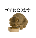 【爆笑】スコティッシュホールドの便利台詞（個別スタンプ：15）