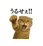 【爆笑】スコティッシュホールドの便利台詞（個別スタンプ：16）