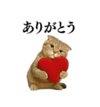 【爆笑】スコティッシュホールドの便利台詞（個別スタンプ：17）