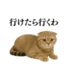 【爆笑】スコティッシュホールドの便利台詞（個別スタンプ：18）