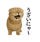【爆笑】スコティッシュホールドの便利台詞（個別スタンプ：20）