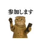 【爆笑】スコティッシュホールドの便利台詞（個別スタンプ：22）