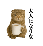 【爆笑】スコティッシュホールドの便利台詞（個別スタンプ：23）