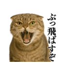 【爆笑】スコティッシュホールドの便利台詞（個別スタンプ：25）