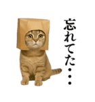 【爆笑】スコティッシュホールドの便利台詞（個別スタンプ：27）