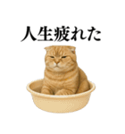 【爆笑】スコティッシュホールドの便利台詞（個別スタンプ：29）