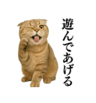 【爆笑】スコティッシュホールドの便利台詞（個別スタンプ：30）