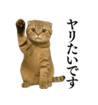 【爆笑】スコティッシュホールドの便利台詞（個別スタンプ：31）