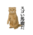 【爆笑】スコティッシュホールドの便利台詞（個別スタンプ：33）