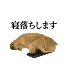 【爆笑】スコティッシュホールドの便利台詞（個別スタンプ：35）