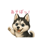 シベリアンハスキースタンプ【日本語】（個別スタンプ：2）