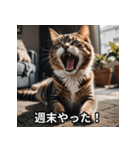 陽キャ用ねこスタンプ（個別スタンプ：6）