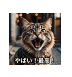 陽キャ用ねこスタンプ（個別スタンプ：11）