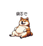 関西弁な太っちょ柴犬2（個別スタンプ：39）