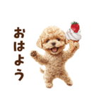アイスクリームとトイプードル（個別スタンプ：1）