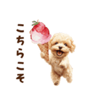 アイスクリームとトイプードル（個別スタンプ：12）