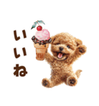 アイスクリームとトイプードル（個別スタンプ：19）
